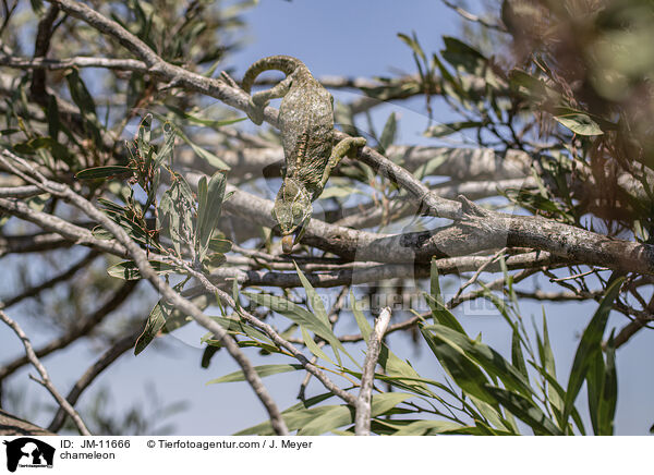 Chamleon / chameleon / JM-11666