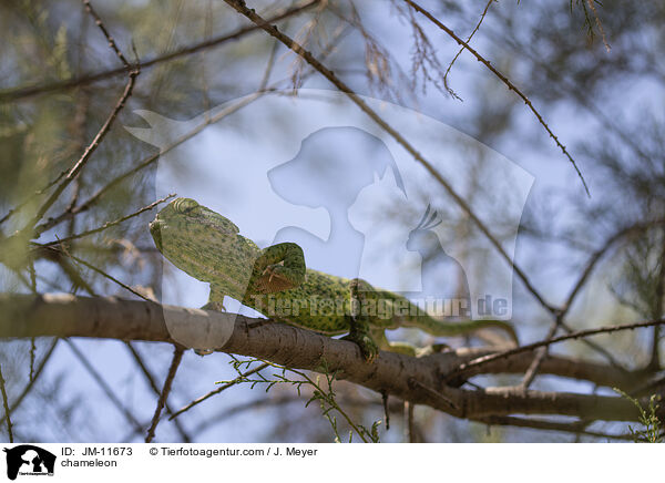 chameleon / JM-11673