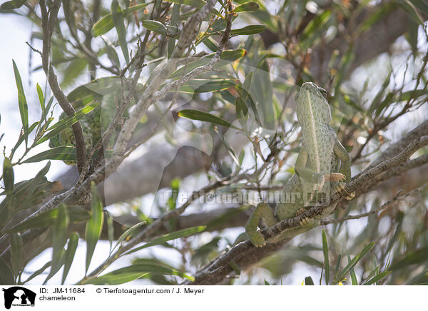 Chamleon / chameleon / JM-11684