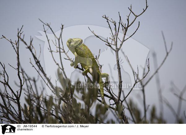 Chamleon / chameleon / JM-19544