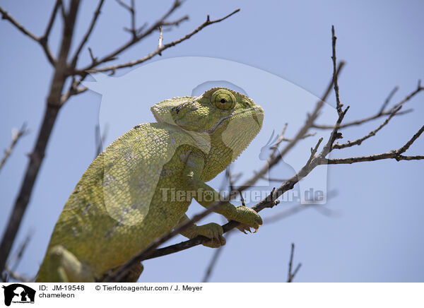 Chamleon / chameleon / JM-19548