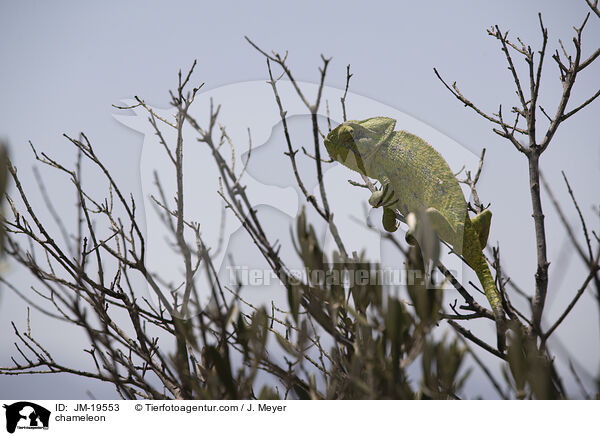 Chamleon / chameleon / JM-19553