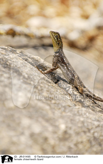 weibliche Siedleragame / female chisel-teeth lizard / JR-01495