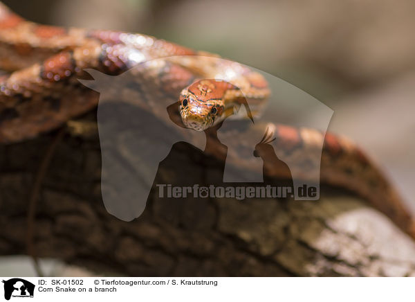 Kornnatter auf einem Ast / Corn Snake on a branch / SK-01502