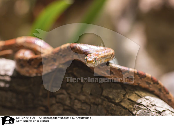 Kornnatter auf einem Ast / Corn Snake on a branch / SK-01506