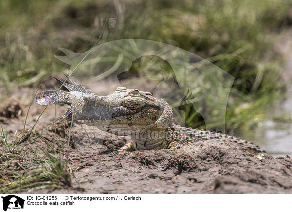 Krokodile frisst Seewolf / Crocodile eats catfish / IG-01256