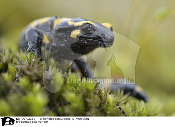 Feuersalamander / fire spotted salamander / DV-02360