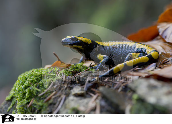 Feuersalamander / fire salamander / THA-05523