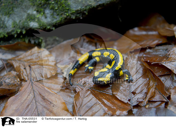 Feuersalamander / fire salamander / THA-05531