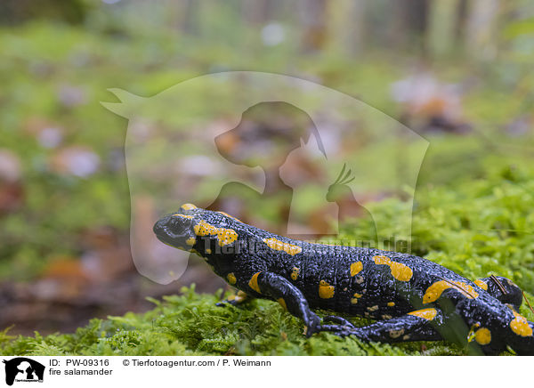 fire salamander / PW-09316