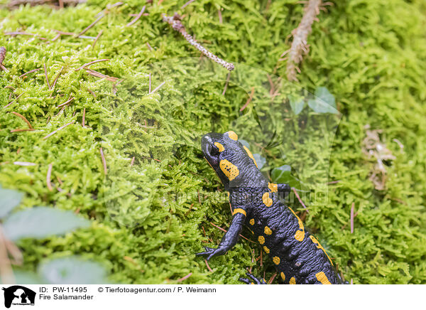 Feuersalamander / Fire Salamander / PW-11495