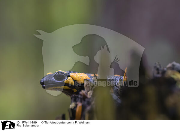 Feuersalamander / Fire Salamander / PW-11499