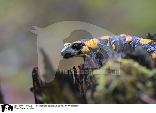 Feuersalamander / Fire Salamander / PW-11502