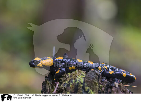 Feuersalamander / Fire Salamander / PW-11504