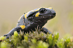 fire spotted salamander