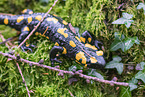 Fire Salamander