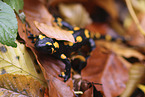 fire salamander