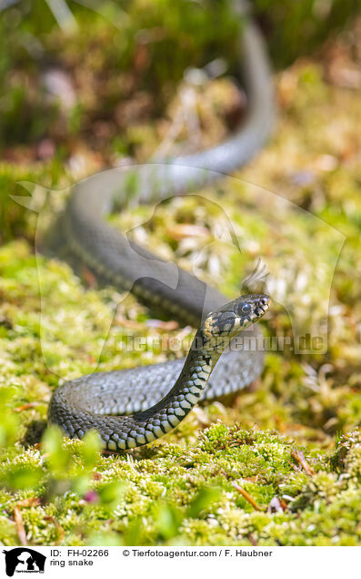 ring snake / FH-02266