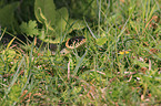 grass snake