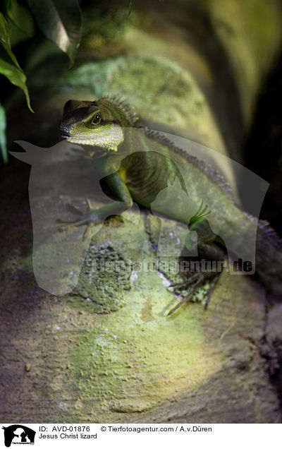 Jesus Christ lizard / AVD-01876