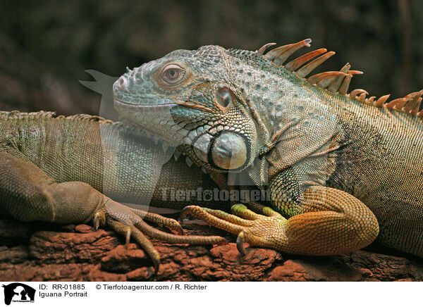 Iguana Portrait / RR-01885