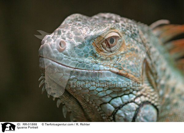 Iguana Portrait / RR-01888