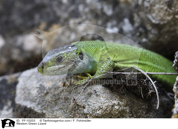 westliche Smaragdeidechse / Western Green Lizard / FF-10203