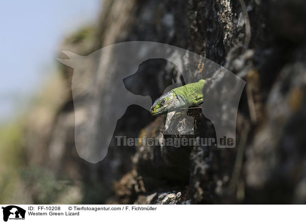 westliche Smaragdeidechse / Western Green Lizard / FF-10208