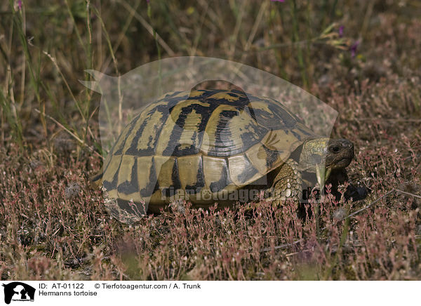 Griechische Landschildkrte / Hermanns tortoise / AT-01122