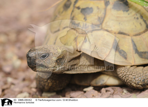 Griechische Landschildkrte / Hermanns tortoise / DMS-06042