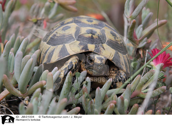 Griechische Landschildkrte / Hermann's tortoise / JM-01004