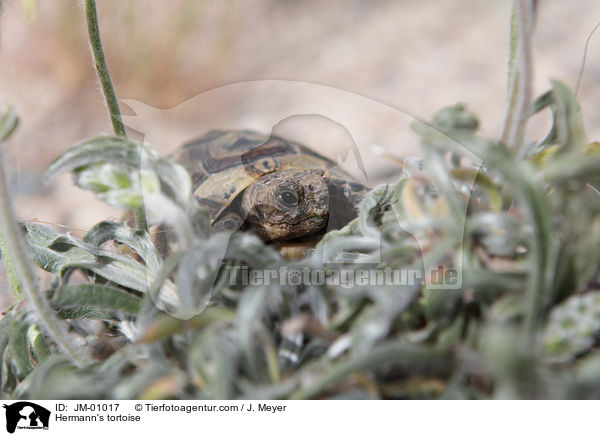 Griechische Landschildkrte / Hermann's tortoise / JM-01017