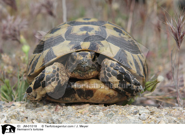 Griechische Landschildkrte / Hermann's tortoise / JM-01018