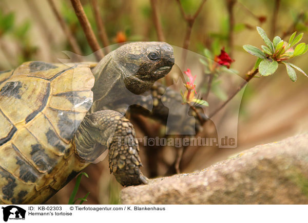 Griechische Landschildkrte / Hermann's tortoise / KB-02303