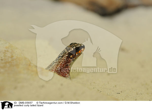 Bunter Maskenleguan / jewelled curly tailed lizard / DMS-05657