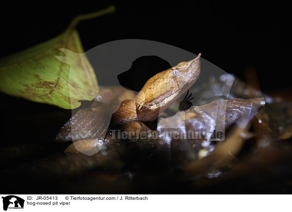 Hakennasen-Lanzenotter / hog-nosed pit viper / JR-05413