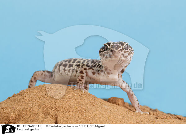 Leopard gecko / FLPA-03815