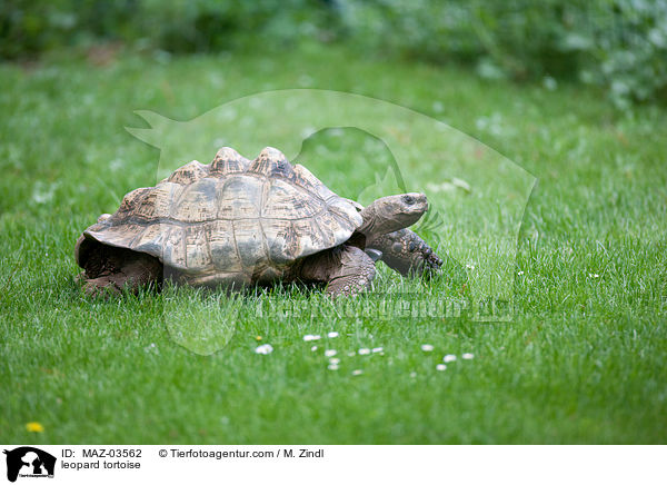 Pantherschildkrte / leopard tortoise / MAZ-03562