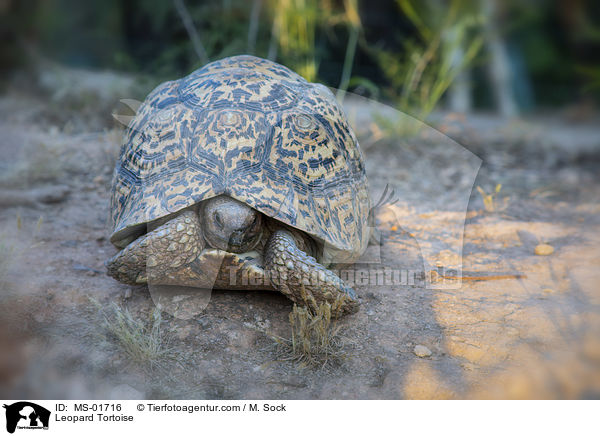 Leopard Tortoise / MS-01716