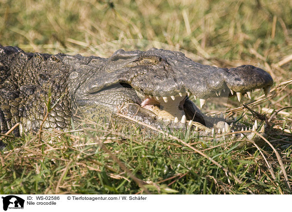 Nile crocodile / WS-02586