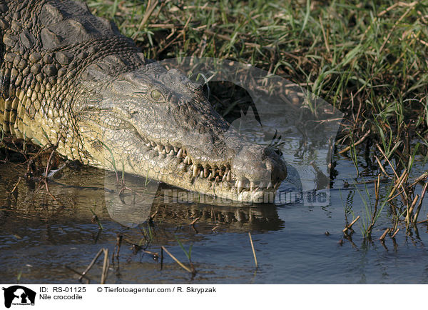 Nile crocodile / RS-01125