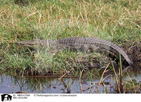 Nile crocodile / MBS-01884