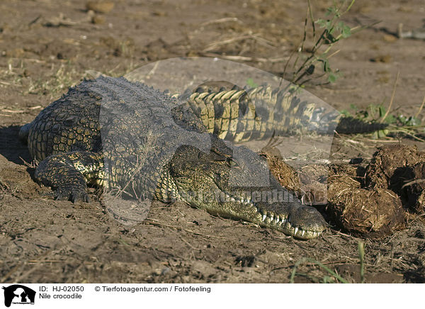 Nilkrokodil / Nile crocodile / HJ-02050