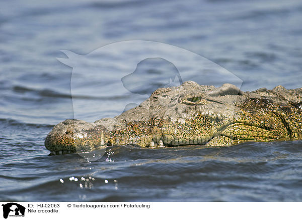 Nile crocodile / HJ-02063