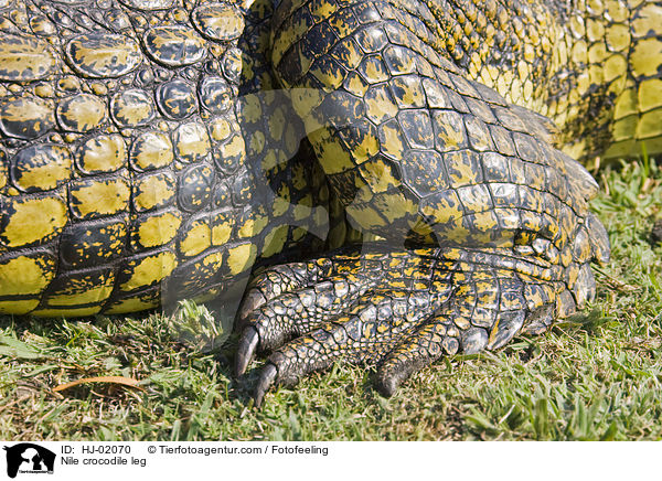 Nilkrokodil Bein / Nile crocodile leg / HJ-02070
