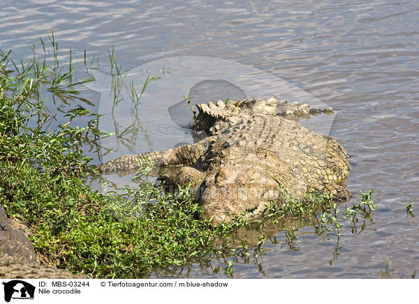 Nilkrokodil / Nile crocodile / MBS-03244