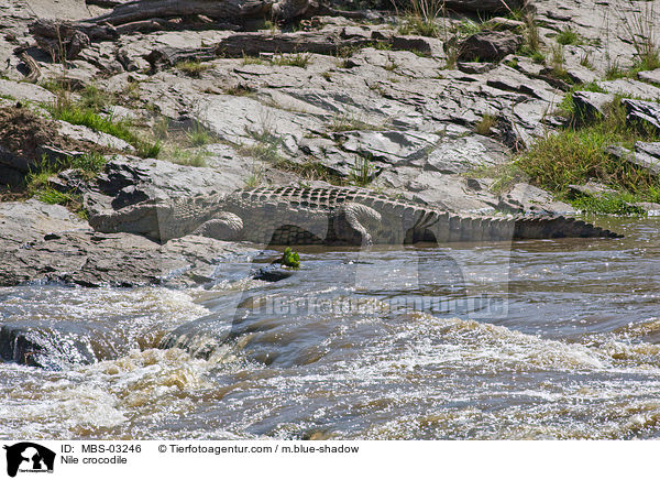 Nilkrokodil / Nile crocodile / MBS-03246