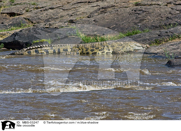 Nile crocodile / MBS-03247