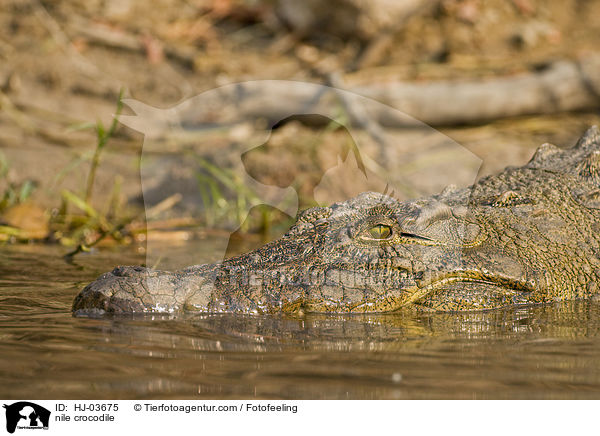 Nilkrokodil / nile crocodile / HJ-03675