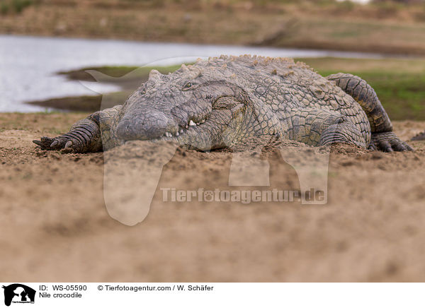 Nilkrokodil / Nile crocodile / WS-05590